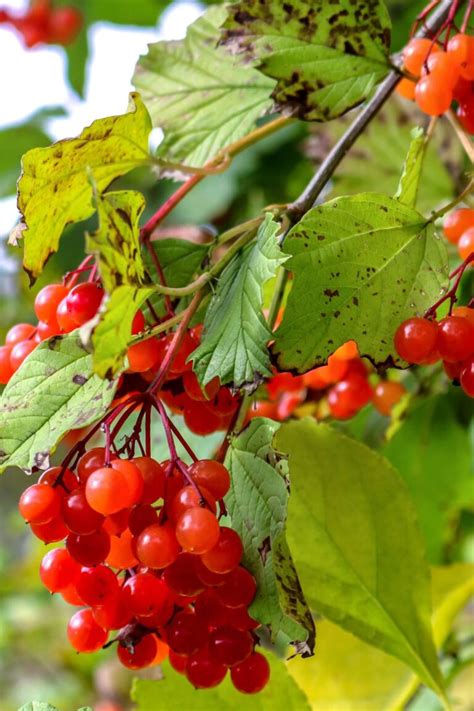 Best Blueberry Companion Plants To Avoid Boreal Bloom Homestead