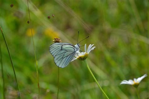 NatAuvergne LE Rendez Vous Des Naturalistes DAuvergne LPO