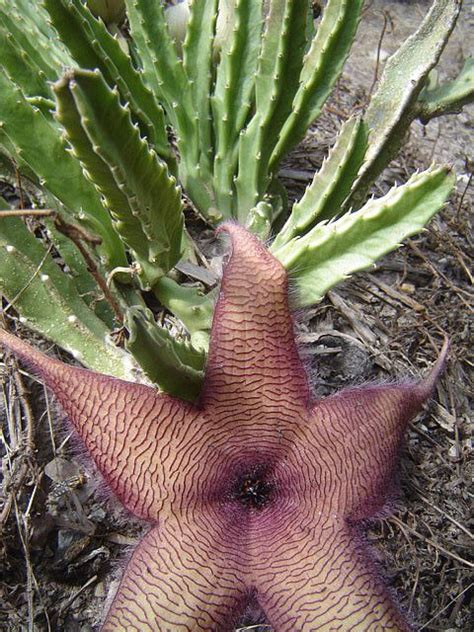 Stapelia Grandiflora Carrion Plant Starfish Flower Succulent I Have