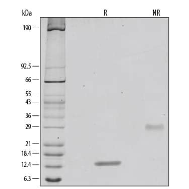 Recombinant Human Pdgf Bb Protein Cf Bb By R D Systems Part Of