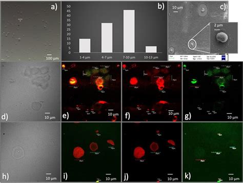 Characterization Of Fitc Dextran Fitc Dextran Rubpy Loaded Alginate