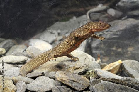 Pyren En Gebirgsmolch Calotriton Asper Pyrenean Brook Salamander