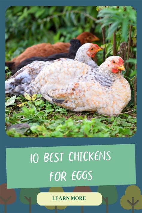 10 Best Egg Laying Chickens Up To 300 Eggs Yearly Artofit