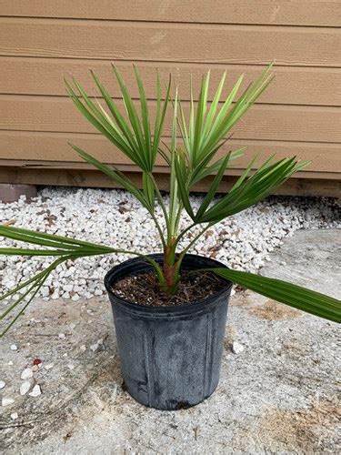 Ribbon Fan Palm Livistona Decora Cypress Gardens Nurs