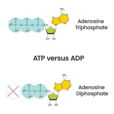 Adenosine Vector Art, Icons, and Graphics for Free Download