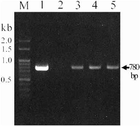 Detection Of The Rolb Gene In Transgenic Nothapodytes Nimmoniana By A