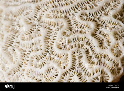 Coral Muerto En Una Playa Fotograf As E Im Genes De Alta Resoluci N Alamy