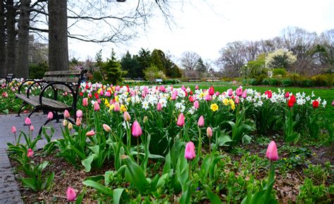 Tuliptime3 - Queens Botanical Garden