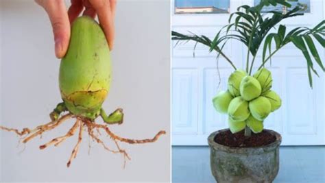 The Secret To Grow Coconut Tree Fast From Seed With High Yield For