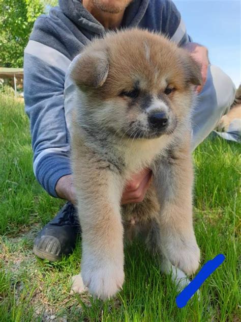 Cuccioli Akita Inu Cani In Vendita A Ancona Marche