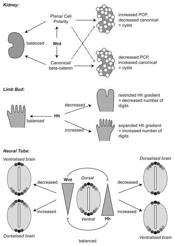 Full Article Meckel Gruber Syndrome And The Role Of Primary Cilia In