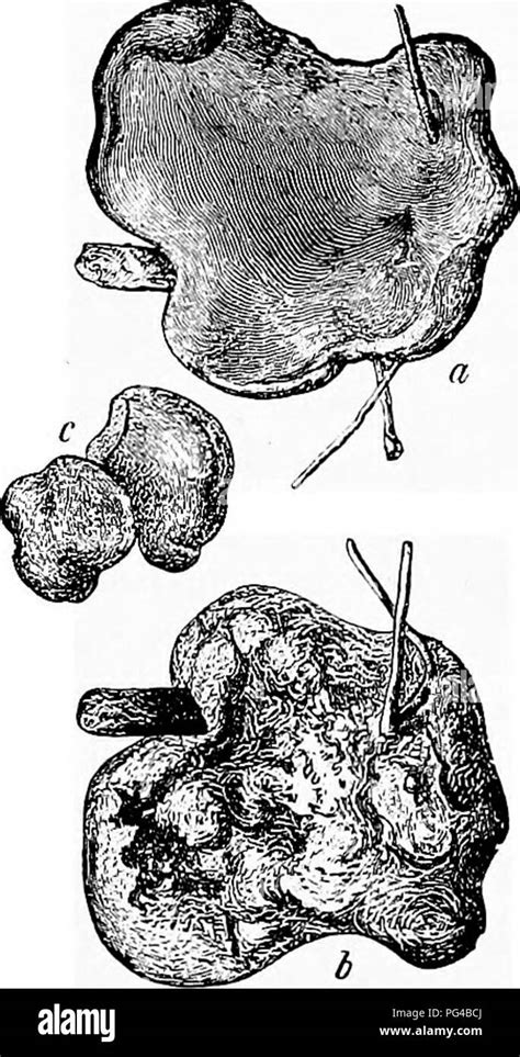 Enfermedades de las plantas inducidas por parásitos criptogámicas