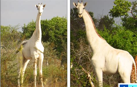 Wow See Photo Of The Rare Albino Giraffe With No Markings That Was