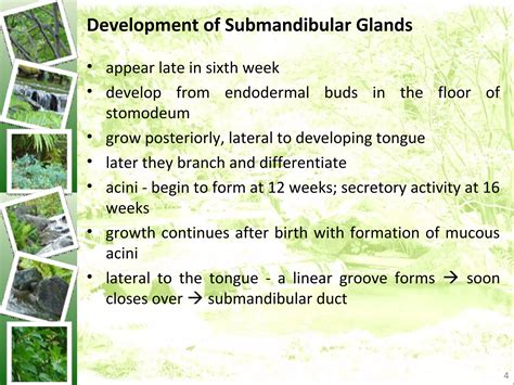 anatomy  submandibular gland