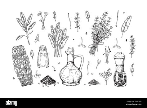 Set Of Hand Drawn Herbs And Spices Design Elements Vector Illustration