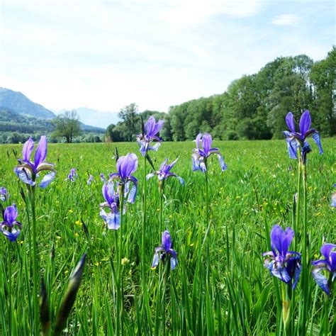 The Bangs Matschels European Protected Area Urlaub In Vorarlberg