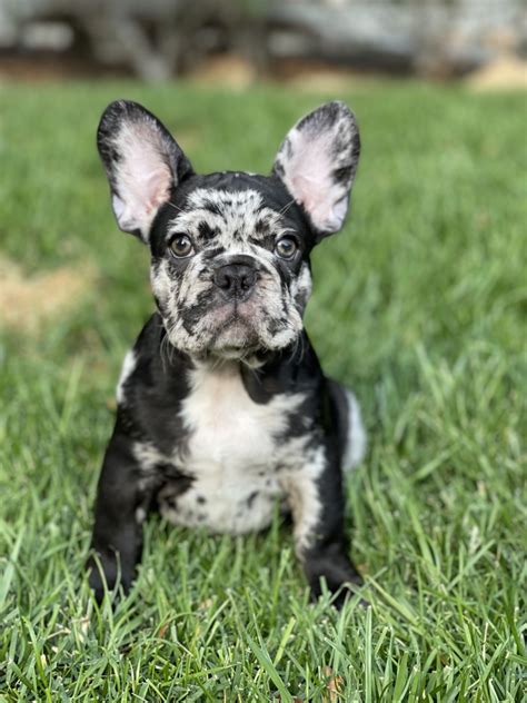 Merle French Bulldog