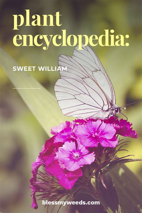 Plant Encyclopedia Sweet William Bless My Weeds