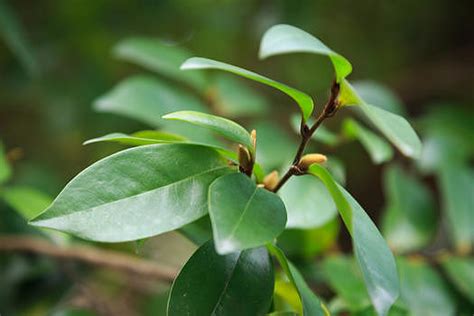 草木绿春天植物花草树木树林阳光摄影图36485472图片素材免费下载 编号629408 潮点视频