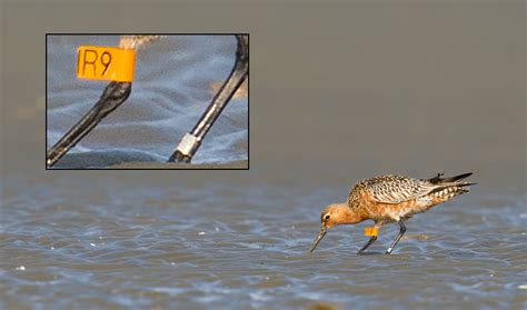 Bar-tailed Godwit in Shanghai - Shanghai Birding 上海观鸟