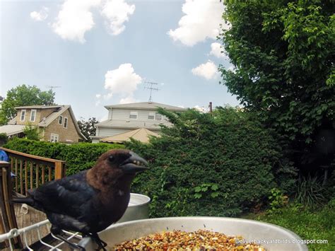 Oliver's Backyard Birds Captured by GoPro: Brown-headed Cowbird: A Parasite of the Bird World