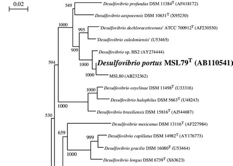 Neighbor Joining Tree Showing The Phylogenetic Relationship Of Strain