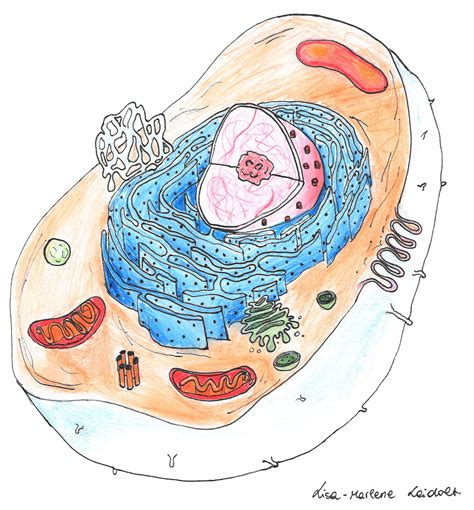 Die Zelle - biohist - Links und Infos für Schüler