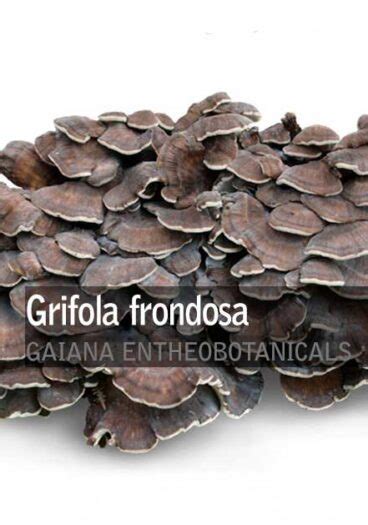 Grifola Frondosa Maitake Gaiana