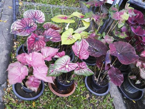 Several Potted Plants Are Sitting On The Ground