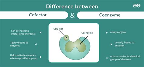 Difference Between Cofactor And Coenzyme Geeksforgeeks