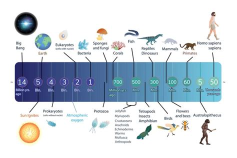 Dinosaur Fossil Discovery Timeline on Sale | emergencydentistry.com