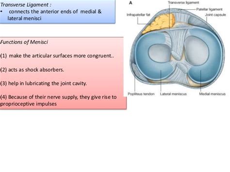 Knee Joint