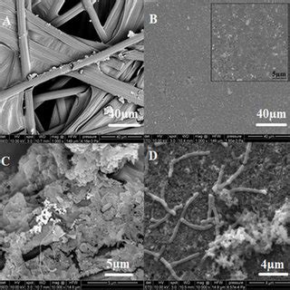 Sem Analysis Of A Bare Carbon Electrode B Carbon Electrode Coated