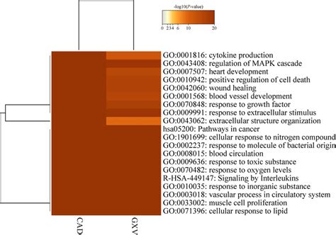 Heatmap Of The Top Enriched Terms Across Targets Significantly