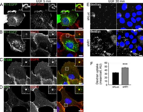 Formation Of Macropinosomes In A Cells Treated With Egf A