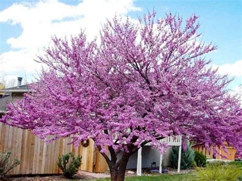 Best Flowering Dwarf Trees - PlantingTree