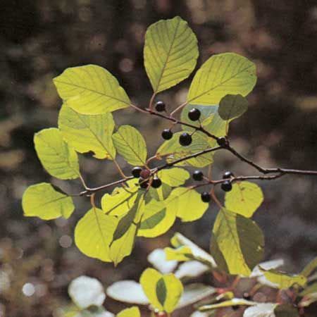 Alder buckthorn | Edible Berries, Medicinal Uses & Wildlife Habitat | Britannica