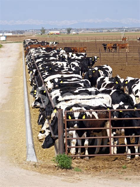 Cattle Feedlot Stock Photos - FreeImages.com