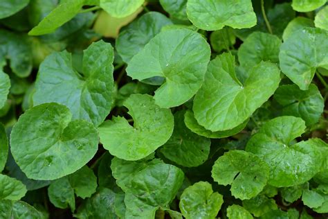 Centella Aquarium And Pond Plants Of The World E3