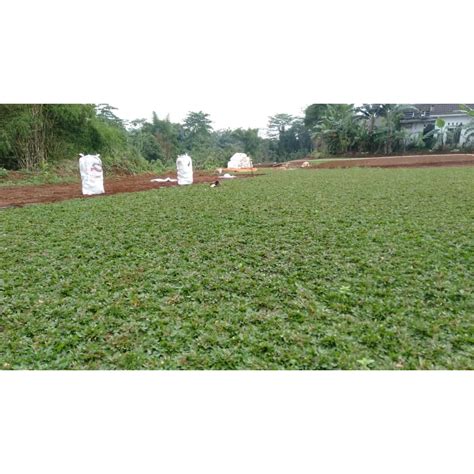 Jual Rumput Gajah Mini 2 Meter Full Shopee Indonesia