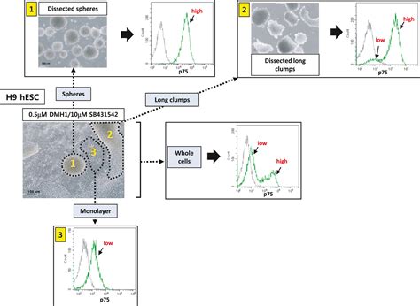 Finetuning Of Dualsmad Inhibition To Differentiate Human Pluripotent