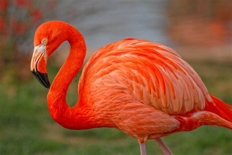 Flamant Rose En Vol Image Stock Image Du Oiseau Flânez 32492443