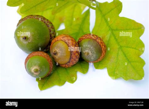 Acorns With Foliage English Oak Quercus Robur English Oak Stock