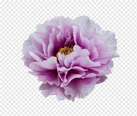 Moutan Peony Flower Peony Purple Herbaceous Plant Violet Png Pngwing