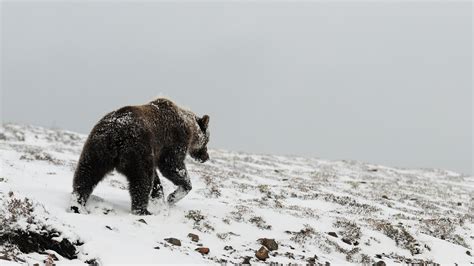 bear, grizzly, winter, snow, north, 4k HD Wallpaper