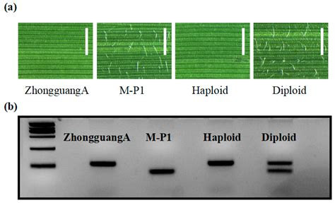 Development Of Specific Molecular And Phenotypic Marker Based Haploid