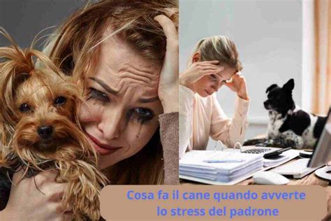 Lo Capisce Cosa Fa Il Cane Quando Avverte Lo Stress Del Padrone