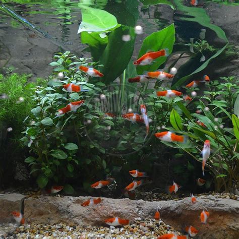 Xiphophorus Helleri Hybrid Kohaku Koi Swordtail Shop Miniwaters