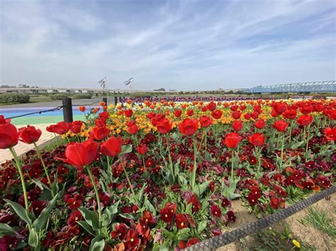 【足立区】荒川河川敷「虹の広場」のチューリップが見頃を迎えています！ 空には風にそよぐ大きな鯉のぼりも！ 号外net 足立区