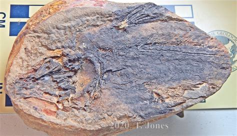 Whiteia woodwardi, Early Triassic Coelacanth from Madagascar - Members ...